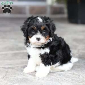 Slade, Cavapoo Puppy